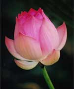 lotus.jpg - 3.22kb