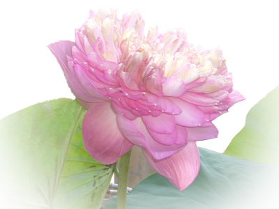 lotus.png - 208.72kb